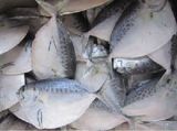 New Arrival Frozen Whole Round Moonfish