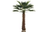 Artificial 3m Washingtonia Palm Tree (6004-300)