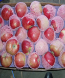 2006 New Season Fresh Apple