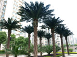 Outdoor Palm Tree
