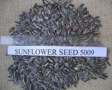 Crop 2015 Sunflower Seeds 5009 Size 24/64