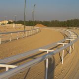 Horse Running