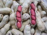 2014 Crop Peanut in Shell (GH17)