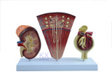 Solid Kidney, Nephron and Glomerulus Model