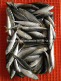 Good Quality Frozen Horse Mackerel Fish