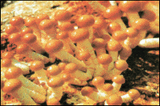 Mushrooms