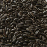 Black Fresh Dry Oil Sunflower Seeds Ao33