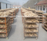 Fresh Ginger and Air Dry Ginger in China