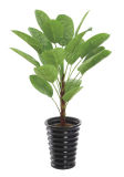 Eco-Friendly Artificial Plant/Artificial Fartificial 370