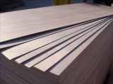 Large Size High Quality Plywood (2000*6000mm) for Furniture Use