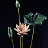 PU Lotus Flower Stem