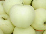 New Crop High Quality for Exporting Golden Apple