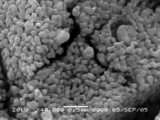Nano-Tungsten Powder