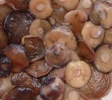 Salted Mushrooms