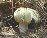Brined Mushrooms