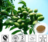 100% Natural Olive Leaf Extract Oleuropeine for Free Radical Scavenger