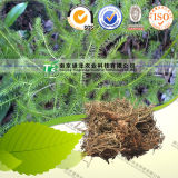 Natural Herbal Medicine Raw Material Common Clubmoss Herb