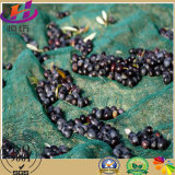 China Supply HDPE Green Color Olive Net for Agricultural