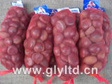 New Crop Fresh Chestnut 40-60PCS/Kg