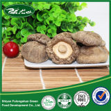 Grade a Organic Bulk Shiitake Mushroom Made in China