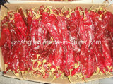 High Quality Red Sweet Pepper