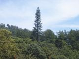 New Product 2014 Communication Tower Artificial Pine Tree (SJ0012)