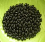 Small Black Beans (013)