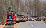 Rail Train for Forest