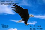 Simulation Feather Eagle