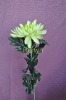 Artificial Flower/ Chrysanthemum Funeral Flower