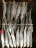 Fresh W/R Frozen Sardine Fish for Bait
