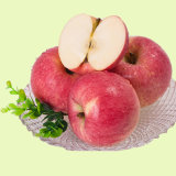 Top Quality Fresh FUJI Apples