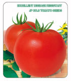 T24 Jp No. 3 Disease Resistant Indeterminate Grow Hybrid Tomato Seeds F1