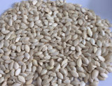 Shine Skin Pumpkin Seeds with Good Quality and Hot Sales