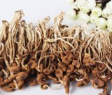 Edible Fungus Yuewei Tea Tree Mushroom(Agrocybe Aegerita