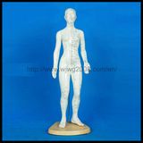Human Body Acupuncture Models (Female-M-1-48)