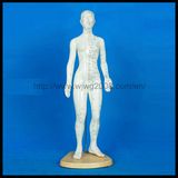 Human Body Acupuncture Models (Female-M-1-48)