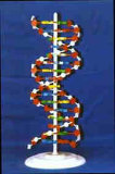 Big DNA Double Helix Model