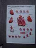 3D Medical Chart (009)