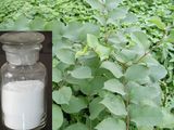 Resveratrol Polygonum Cuspidatum Root Extract