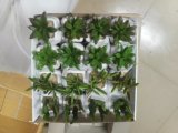 Artificial Plants and Flowers of Succulent Plant Gu-Jys-00043