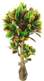Indoor/ Outdoor Gold Artificial Ficus Tree Ficus Bonsai 581