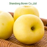 Fresh Golden Apple for Sale, China