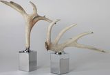 Home Decoration-Deer Horn Products (HB26-1, HB26-2)