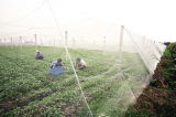 30 Mesh Greenhouse Netting