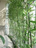 Artificial Bamboo