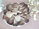 Mushroom (01)