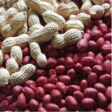 Hot Sale 2015 New Shelled Peanut