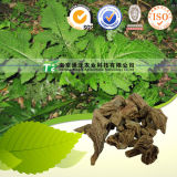 Natural Herb Medicine Dipsacus Root Radix Dipsaci