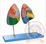 Jc/A13010 Lung Segments Model